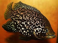 Paratilapia sp. Andapa  F1 Rare NEW