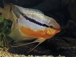 Mesonauta insignis Orange Wild M