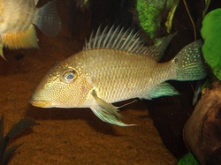 Geophagus(Satanoperca) mapiritensis Wild XL 