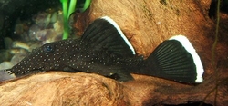 L183 Ancistrus dolichopterus WILD M 