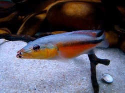 Crenicichla celidochilus Very rare ML