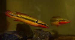 Crenicichla zebrina Wild M