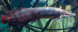 Arapaima gigas 