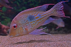 Geophagus megasema EU breed F1