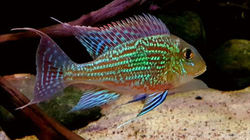 Geophagus sveni "Rio Parana" M 