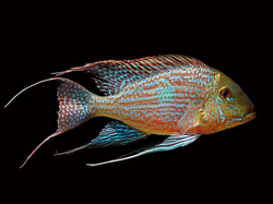 Geophagus sveni "Rio Parana" Brasil Wild XXL