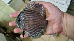 Symphysodon discus "Heckel Blue Head Red Madeira" WILD XXL 