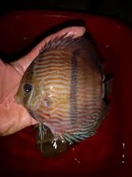 Symphysodon discus "Heckel Blue Head Red Madeira" WILD XXL 