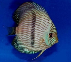 Symphysodon discus "Heckel Blue Face Nhamunda" WILD XL 