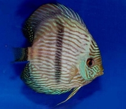 Symphysodon discus "Heckel Blue Face Nhamunda" WILD XXL