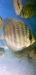 Symphysodon discus "Heckel Blue Face Nhamunda" WILD XL 