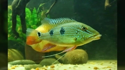 Geophagus(Satanoperca) daemon Wild L