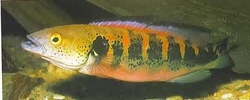 Crenicichla lenticulata 