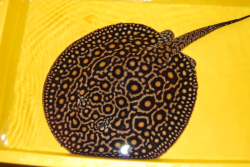  Potamotrygon motoro Mini Royal marbled L 