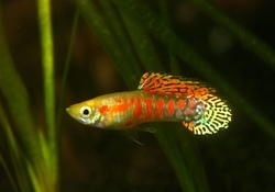 Poecilia wingei "GINGA RUBRA" Male/ Female