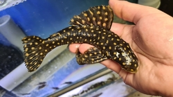 L082 Scobinancistrus sp. Opal Spot Pleco Very rare! CZ breed 