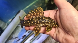 L082 Scobinancistrus sp. Opal Spot Pleco Very rare! CZ breed 