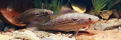 Crenicichla saxatilis EU breed