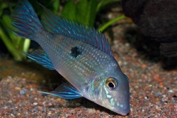 Geophagus parnaibae EU breed F1