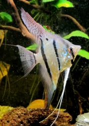 Pterophyllum cf. altum 