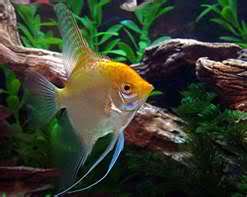 Pterophyllum scalare 