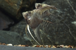 Pterophyllum scalare 