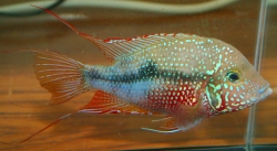 Thorichthys ellioti