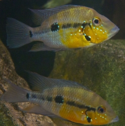 Thorichthys pasionis EU breed rare