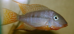 Thorichthys affinis EU breed rare