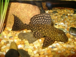 L001 - Glyptoperichthys joselimaianus