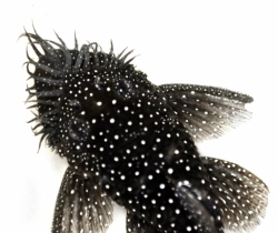 L107 - Ancistrus sp. F1 