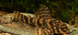 Peckoltia sp. 