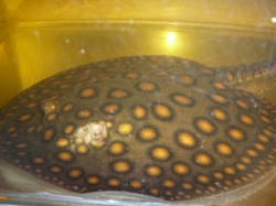 Potamotrygon motoro "Black Peru Leopoldi Full Spotted" Samci