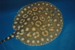 Potamotrygon henlei "King henlei"