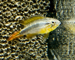 Apistogramma agassizi alenquer r. tail