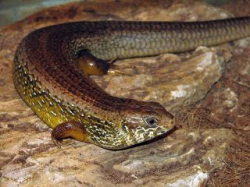 Egernia (Bellarorias) frerei