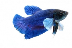 Betta splendens - Elephant Round Tail Dumbo Ear Female