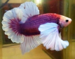 Betta splendens - Elephant Round Tail Dumbo Ear Male