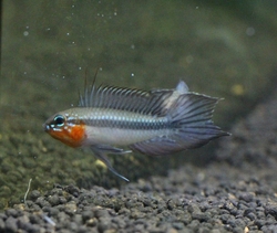 Apistogramma elizabethae Wild Manaus Sao Gabriel L