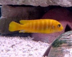 Pseudotropheus elongatus yellow 4 - 5 cm