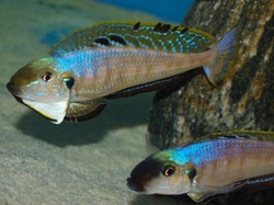 Enantiopus melanogenis - Tlamovec oranžohrdlý
