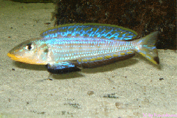 Enantiopus melanogenys kilesa