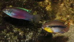 Enigmatochromis lucanusi