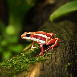 Epipedobates tricolor/anthonyi