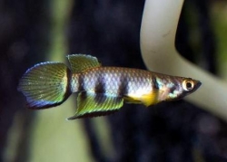 Epiplatys dageti