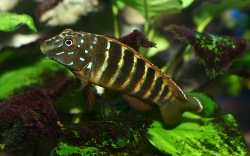 Eretmodus cyanostictus Kigoma