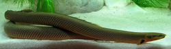 Erpetoichthys calabaricus