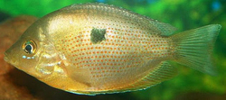 Etroplus maculatus