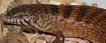 Eugongylus mentovarius