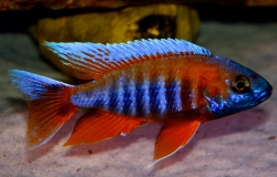 Aulonocara sp.Eureca Super Red